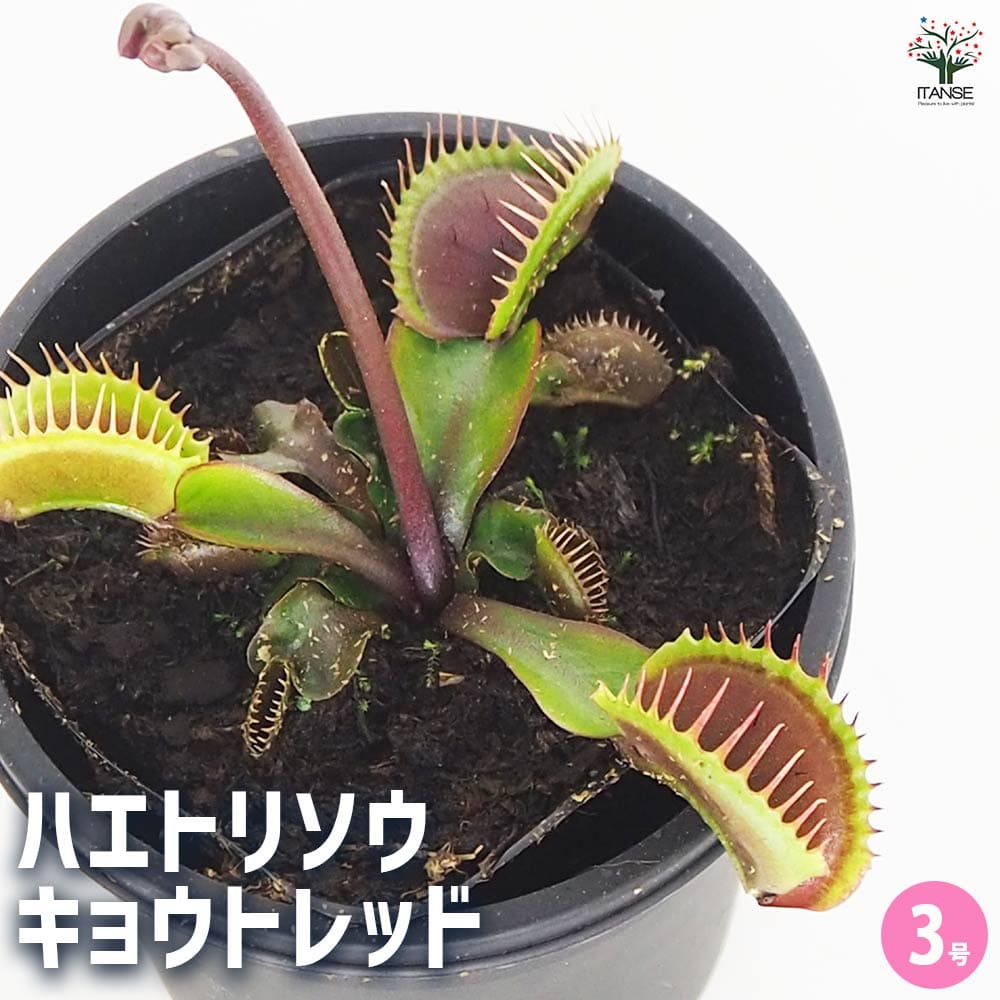 食虫植物 ハエ取り草 京都レッド 【観葉植物 3号／1個売り】
