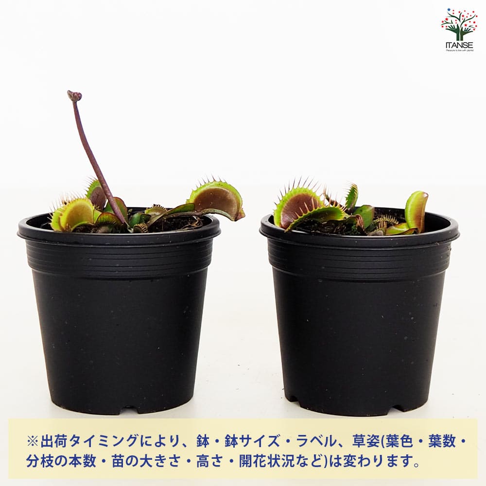 食虫植物 ハエ取り草 京都レッド 【観葉植物 3号／1個売り】