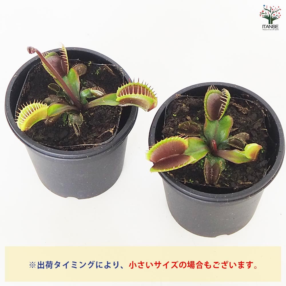 食虫植物 ハエ取り草 京都レッド 【観葉植物 3号／1個売り】