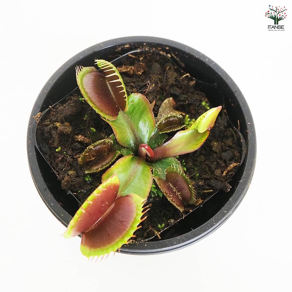 食虫植物 ハエ取り草 京都レッド 【観葉植物 3号／1個売り】