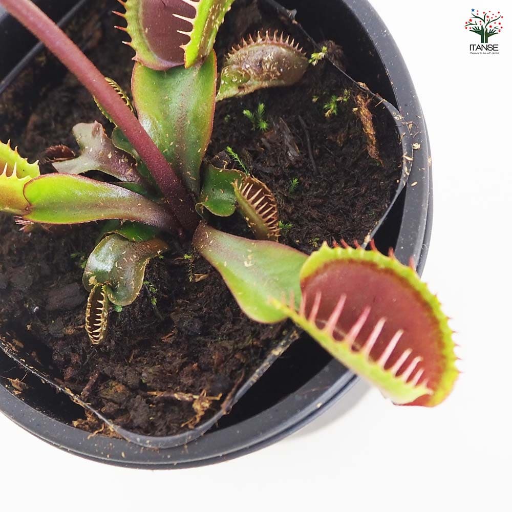 食虫植物 ハエ取り草 京都レッド 【観葉植物 3号／1個売り】