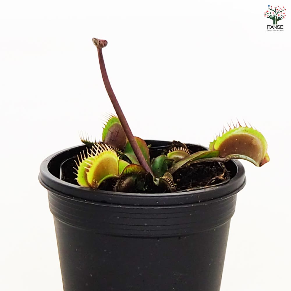 食虫植物 ハエ取り草 京都レッド 【観葉植物 3号／1個売り】