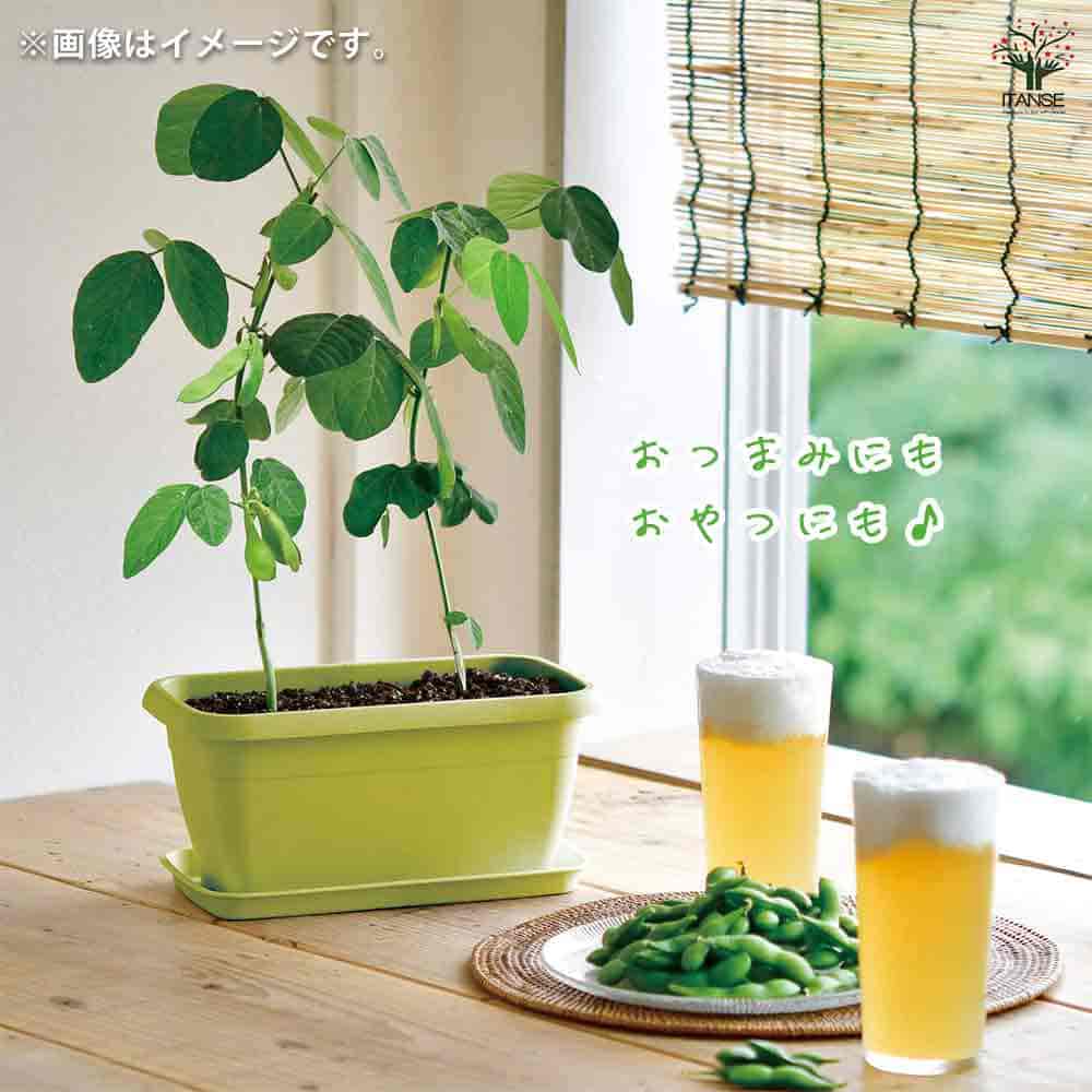 栽培セット エンジョイPベジ エダマメ 【1個売り】｜ 【植物の