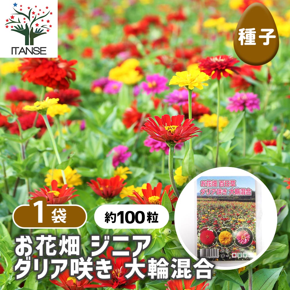 種子 お花畑 百日草ダリア咲き大輪混合  【 約100粒／1袋売り】