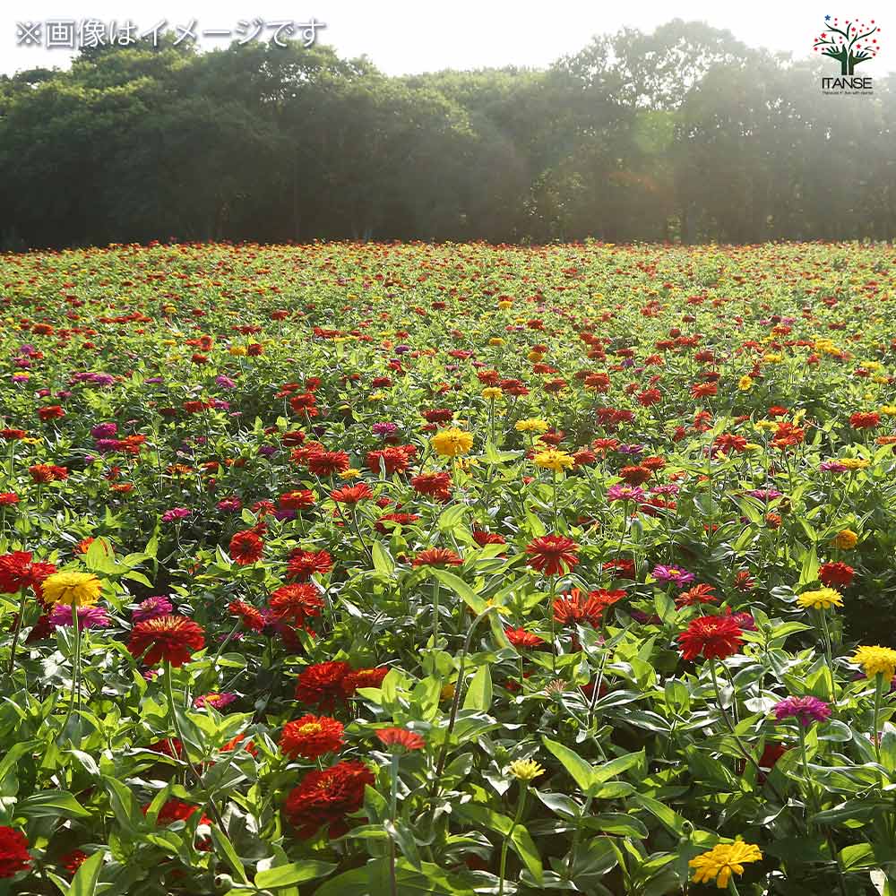 種子 お花畑 百日草ダリア咲き大輪混合  【 約100粒／1袋売り】