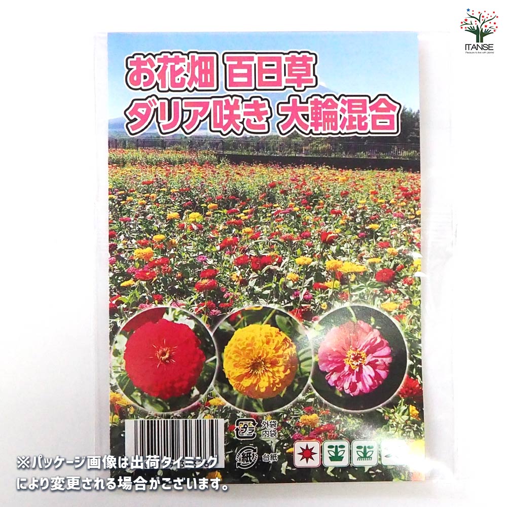 種子 お花畑 百日草ダリア咲き大輪混合  【 約100粒／1袋売り】