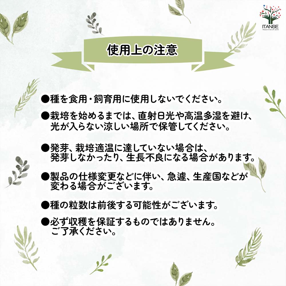 種子 お花畑 百日草ダリア咲き大輪混合  【 約100粒／1袋売り】