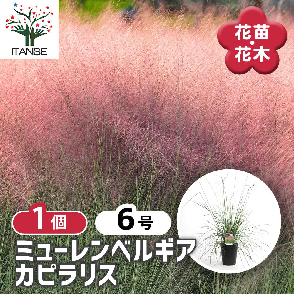 ミューレンベルギア カピラリス 【花苗 6号／1個売り】｜ 【植物の