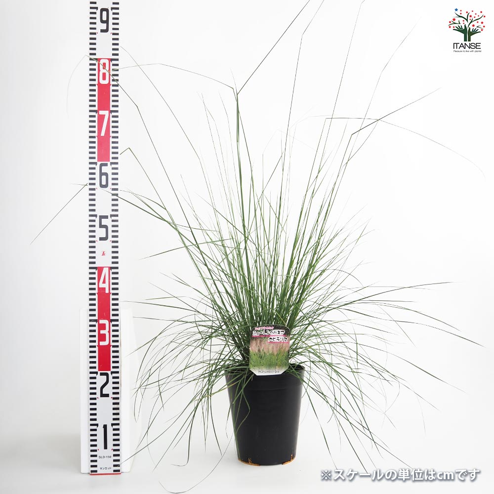 ミューレンベルギア カピラリス 【花苗 6号／1個売り】｜ 【植物の