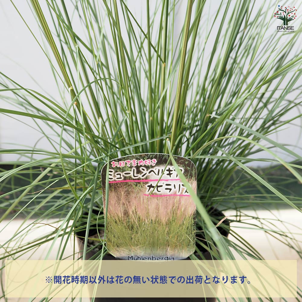 ミューレンベルギア カピラリス 【花苗 6号／1個売り】｜ 【植物の