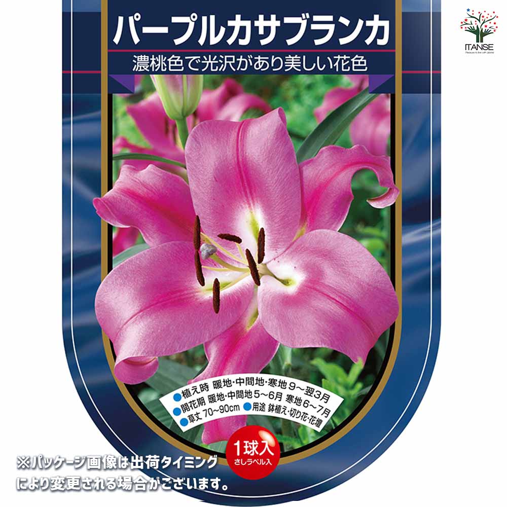 花球根 オリエンタルリリー パープルカサブランカ 【花球根 1球】