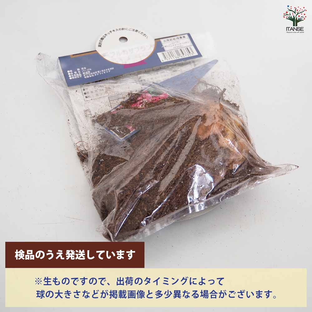 花球根 オリエンタルリリー パープルカサブランカ 【花球根 1球】