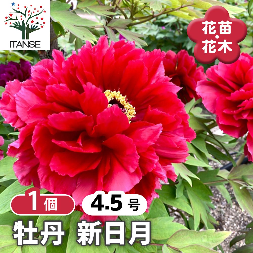 牡丹 新日月 【花木苗 4.5号／1個売り】｜ 【植物のITANSE】全品