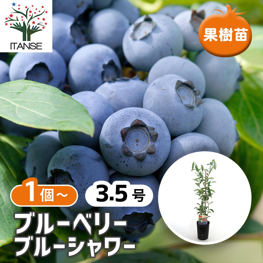 ブルーベリー ブルーシャワー 【果樹の苗 3.5号】｜ 【植物の