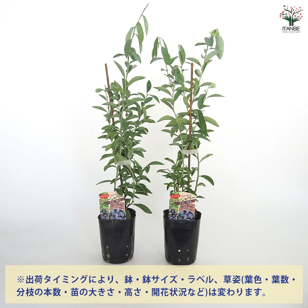ブルーベリー ブルーシャワー 【果樹の苗 3.5号】｜ 【植物の