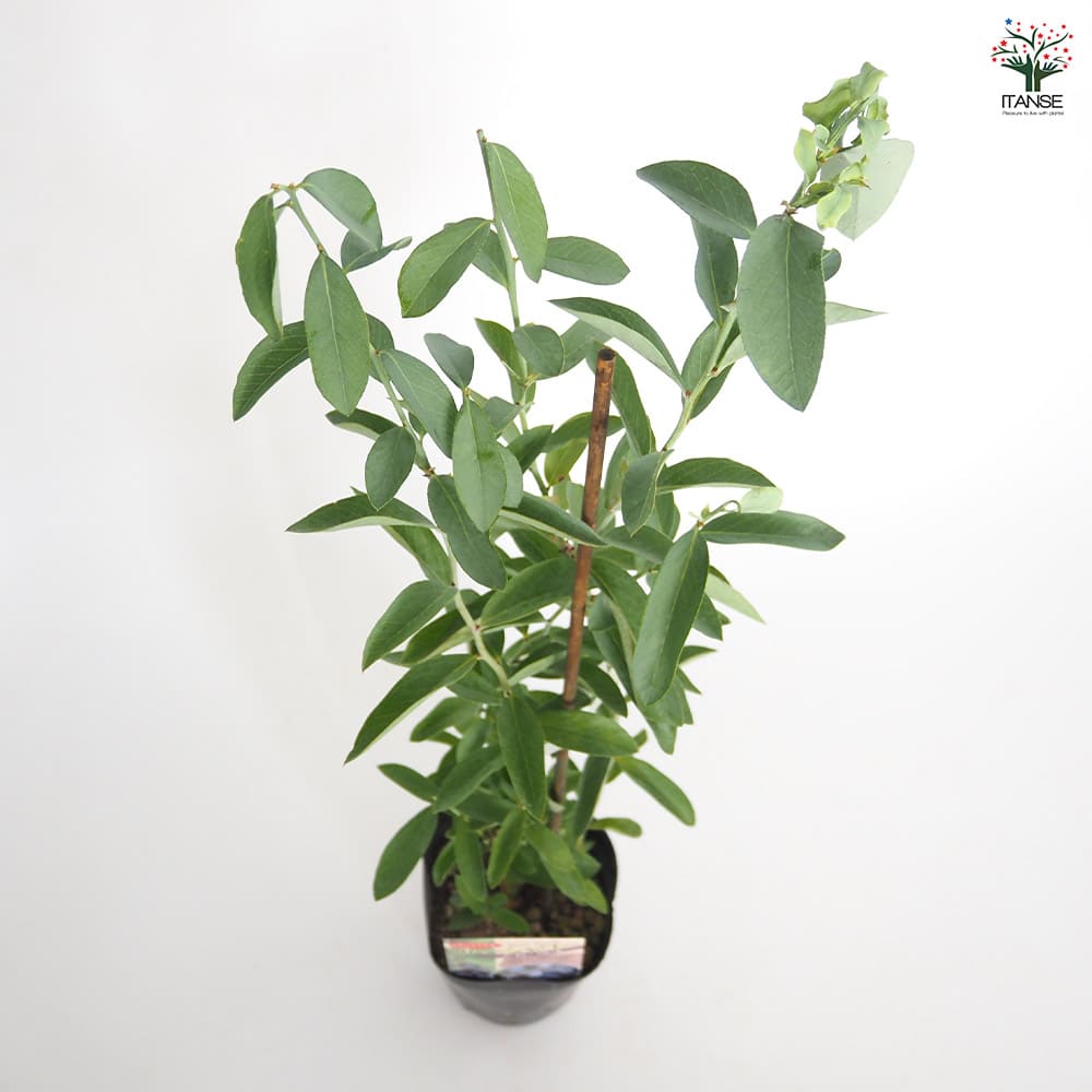 ブルーベリー ブルーシャワー 【果樹の苗 3.5号】｜ 【植物の