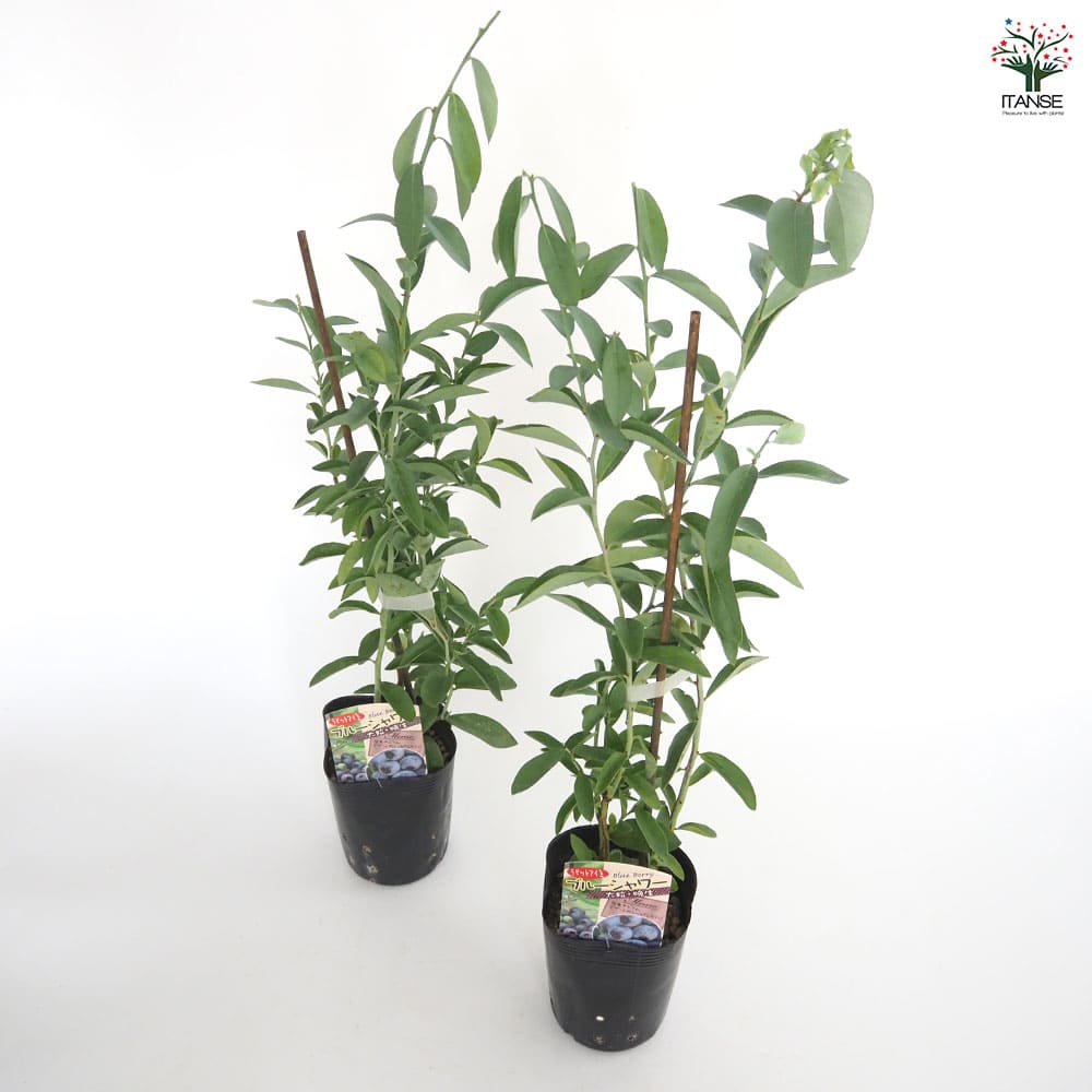 ブルーベリー ブルーシャワー 【果樹の苗 3.5号】｜ 【植物の