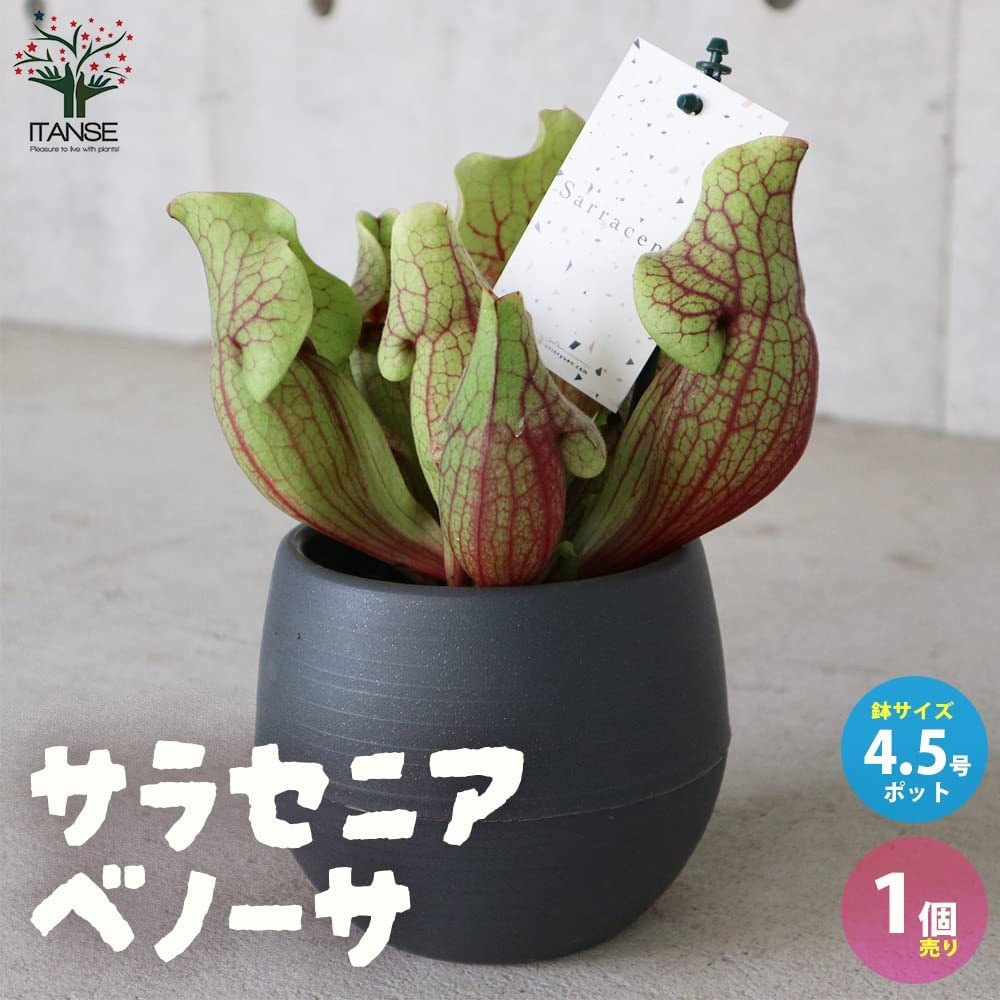 サラセニア・ベノーサ【観葉植物 4.5号鉢 食虫植物/1個売り】