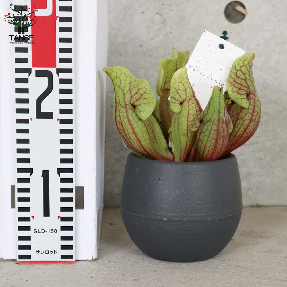 サラセニア・ベノーサ【観葉植物 4.5号鉢 食虫植物/1個売り】