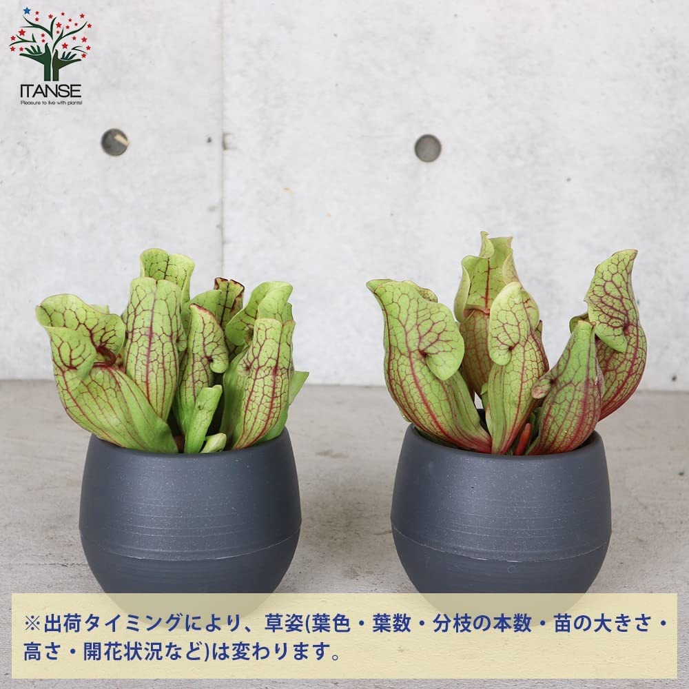 サラセニア・ベノーサ【観葉植物 4.5号鉢 食虫植物/1個売り】