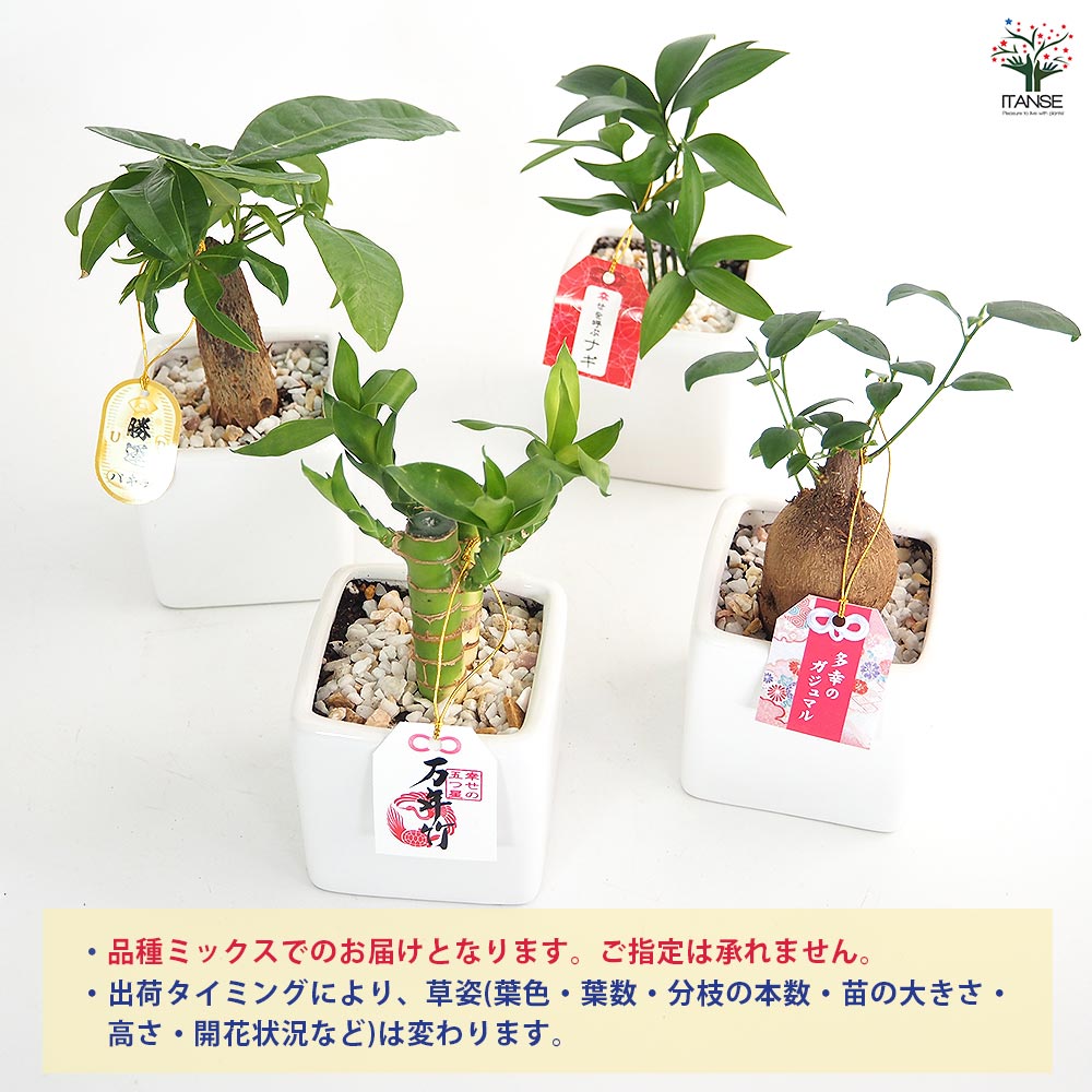 しあわせ観葉見計らい 陶器鉢「ホワイエ」 【観葉植物 】｜ 【植物の
