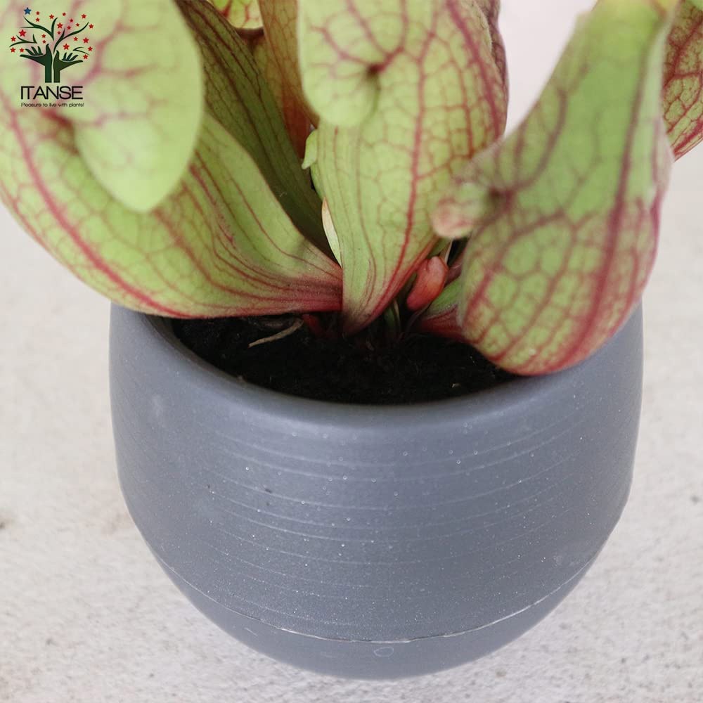 サラセニア・ベノーサ【観葉植物 4.5号鉢 食虫植物/1個売り】