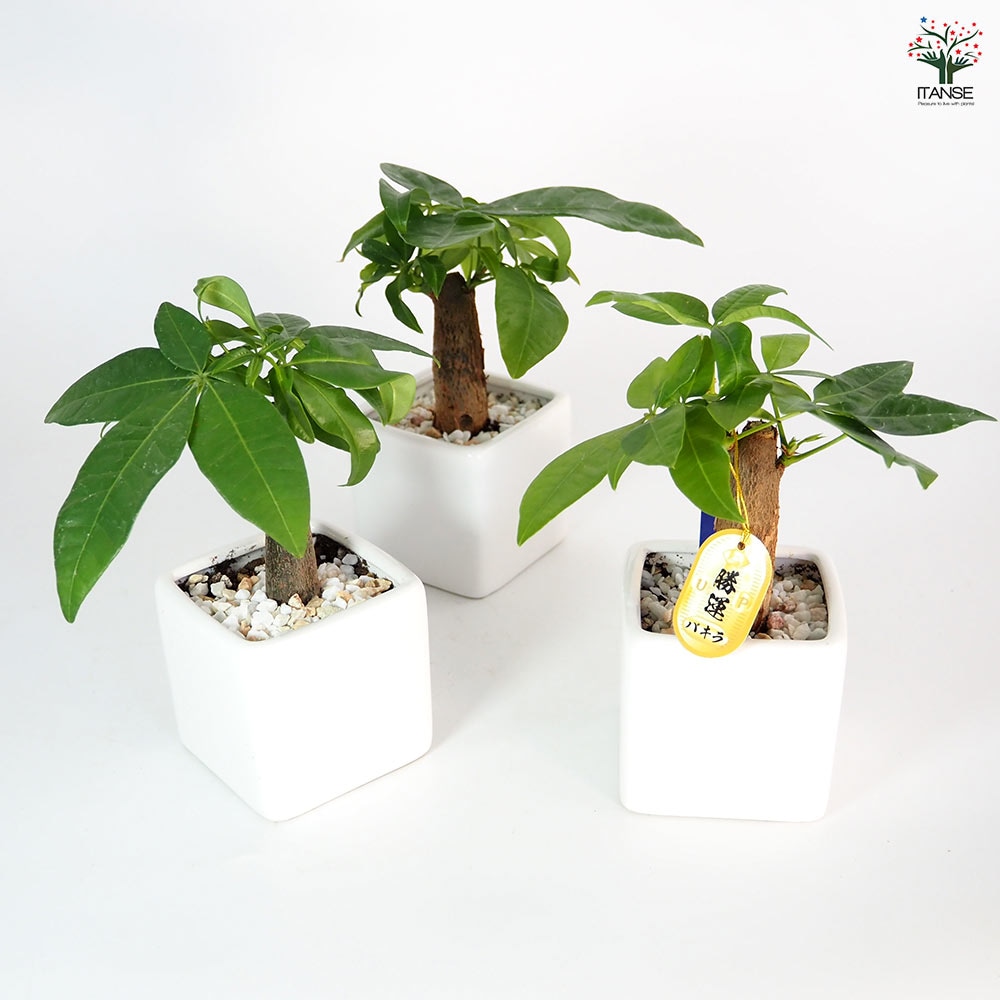 しあわせ観葉見計らい 陶器鉢「ホワイエ」 【観葉植物 】｜ 【植物の