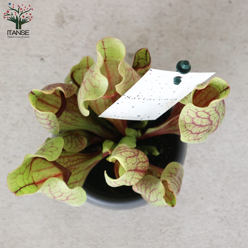 サラセニア・ベノーサ【観葉植物 4.5号鉢 食虫植物/1個売り】
