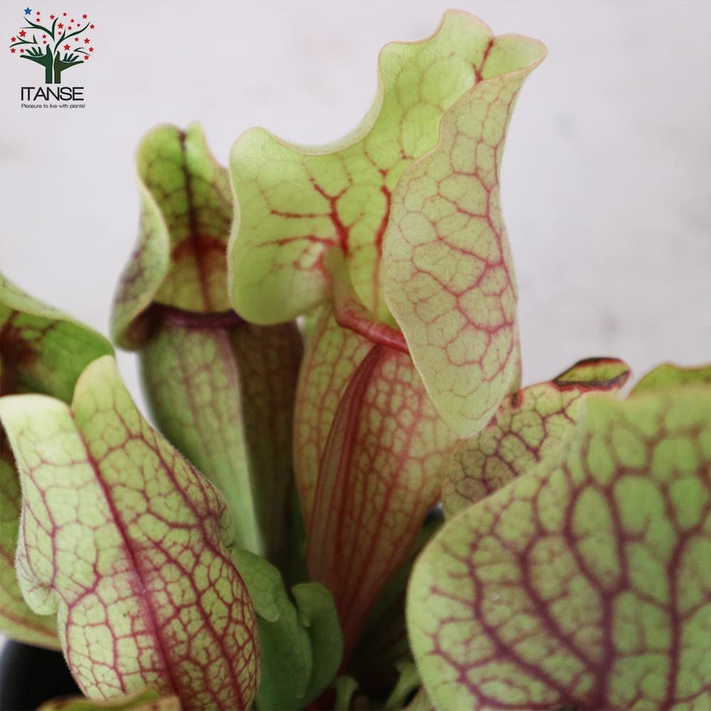 サラセニア・ベノーサ【観葉植物 4.5号鉢 食虫植物/1個売り】