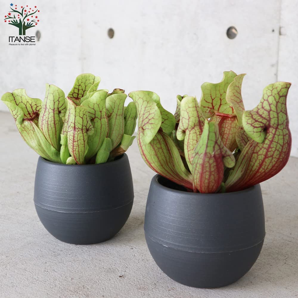 サラセニア・ベノーサ【観葉植物 4.5号鉢 食虫植物/1個売り】