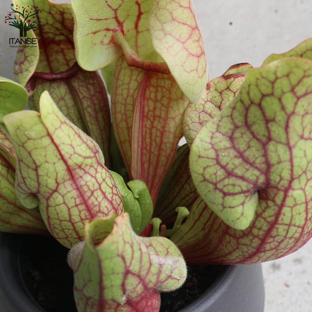 サラセニア・ベノーサ【観葉植物 4.5号鉢 食虫植物/1個売り】