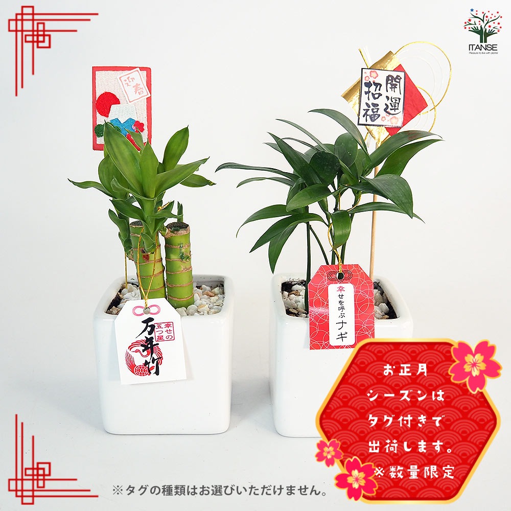 Mstyle「プロフ絶対確認‼️」　ボタらいふ02　 鉢植え発送 しあわせ観葉見計らい 陶器鉢「ホワイエ」 【観葉植物 】｜ 【植物の