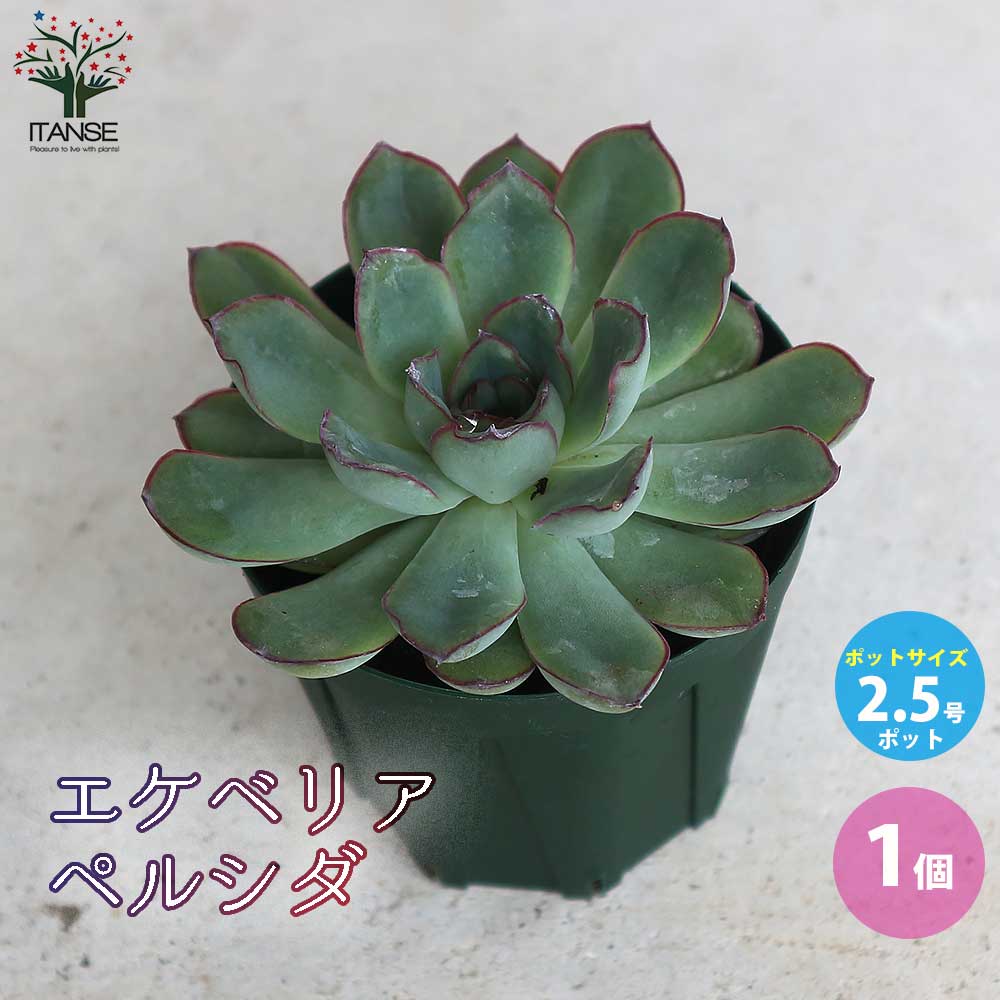 エケベリア・ペルシダ【多肉植物 2.5号鉢／1個売り】｜ 【植物の