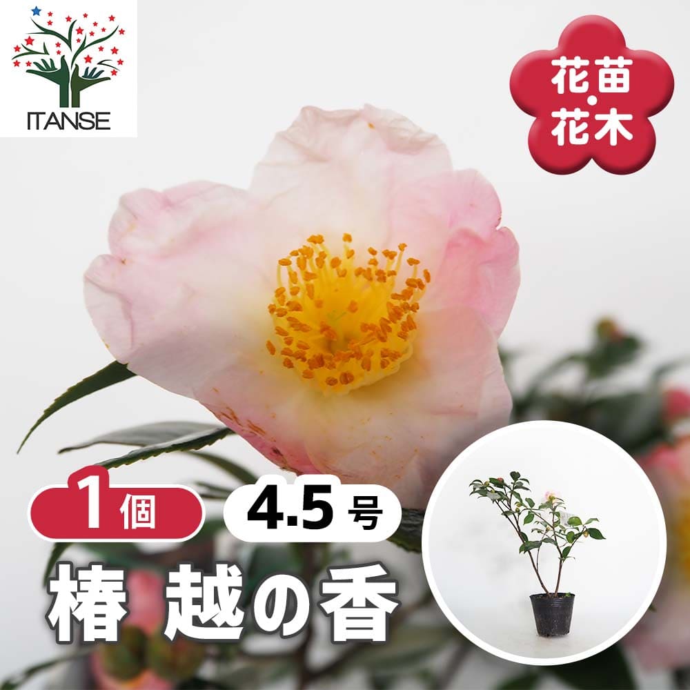 椿(ツバキ)の苗木 越の香 【花木苗 4.5号／1個売り】｜ 【植物の