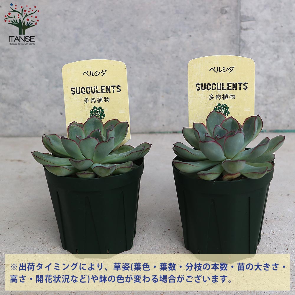 エケベリア・ペルシダ【多肉植物 2.5号鉢／1個売り】｜ 【植物の