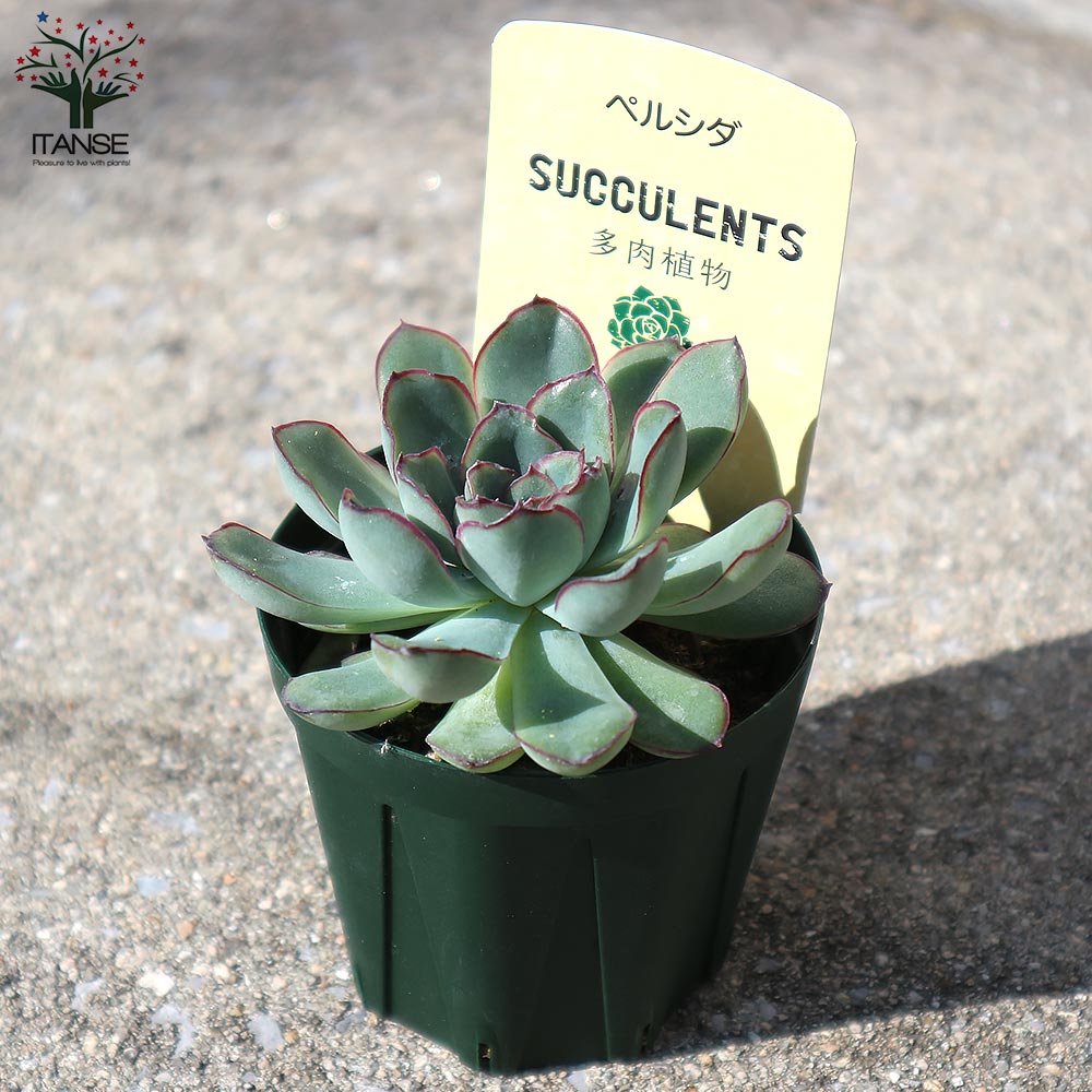 ペルシア　多肉植物 超久しぶりに多肉植物を買いました | コタブロ日記 多肉植物・ヤシ