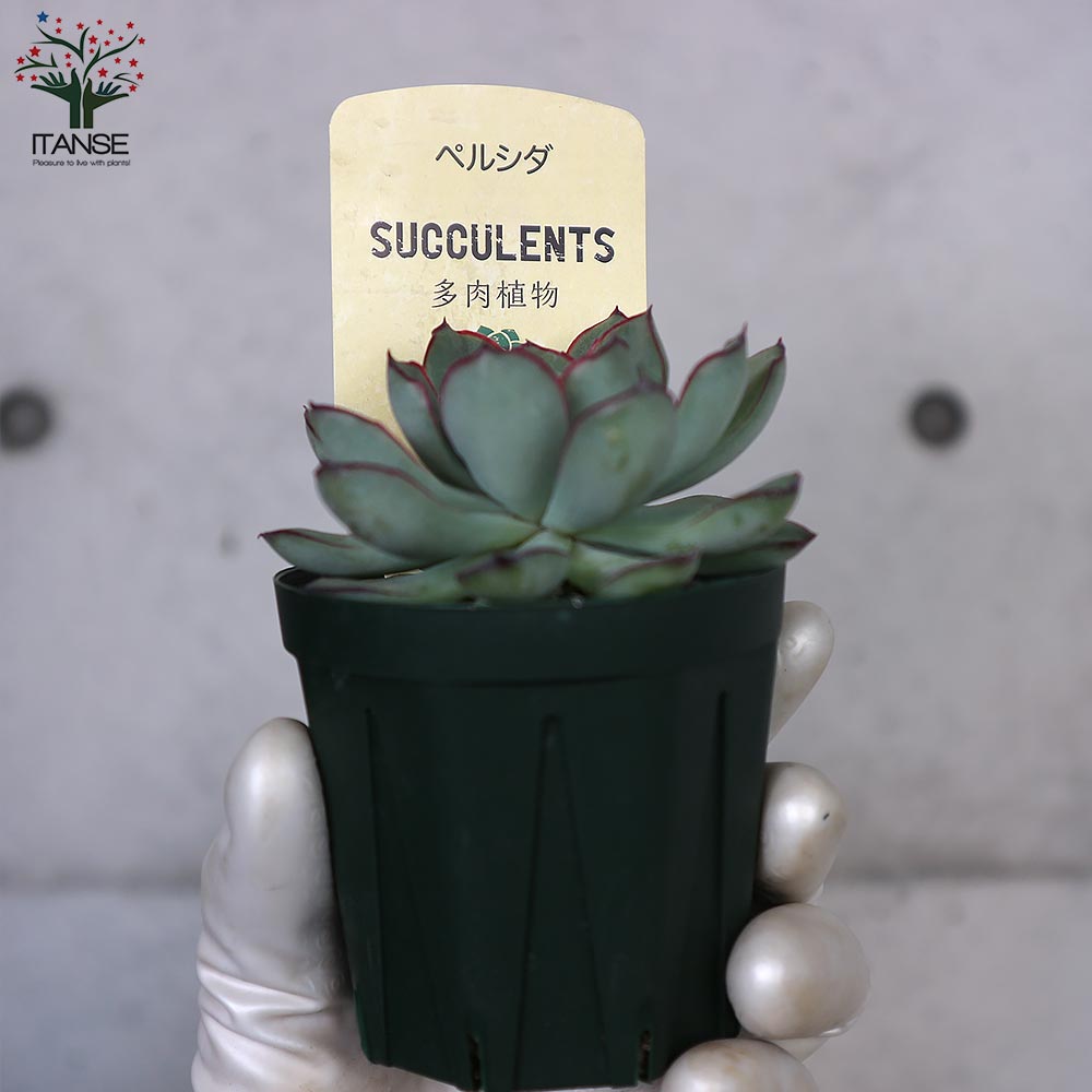 エケベリア・ペルシダ【多肉植物 2.5号鉢／1個売り】｜ 【植物の