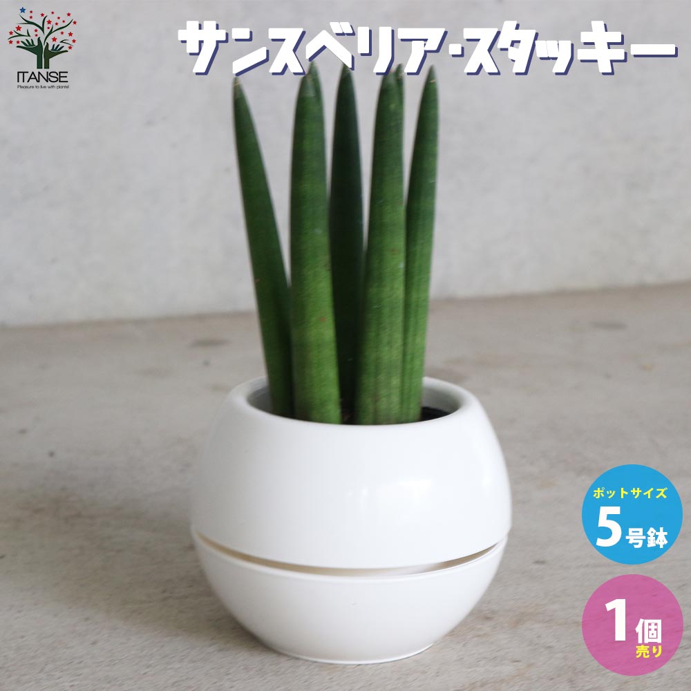 サンスベリア・スタッキー【観葉植物 5号丸鉢／1個売り