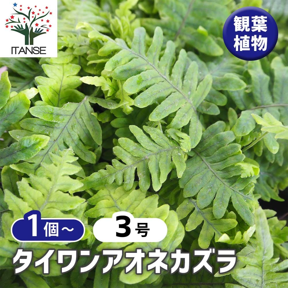 miumiu　タイワンアオネカズラ　大株 タイワンアオネカズラ 【観葉植物 3号】｜ 【植物のITANSE】全品