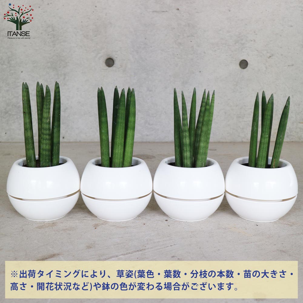 サンスベリア サンセベリア 希少品種 スタッキー 本物
