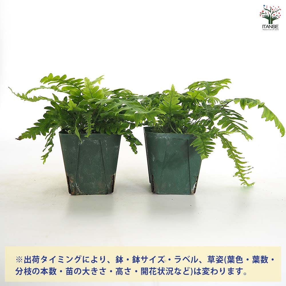 タイワンアオネカズラ 【観葉植物 3号】｜ 【植物のITANSE】全品