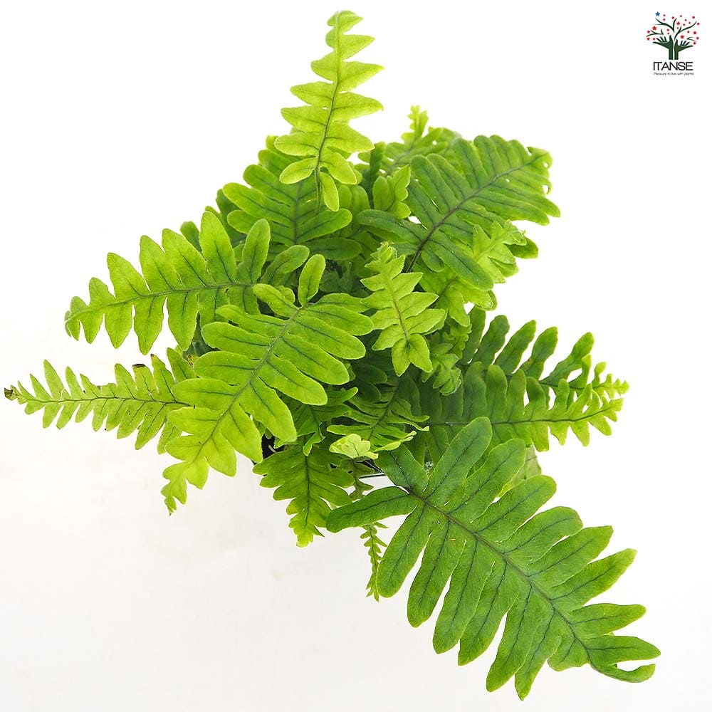 タイワンアオネカズラ 【観葉植物 3号】｜ 【植物のITANSE】全品