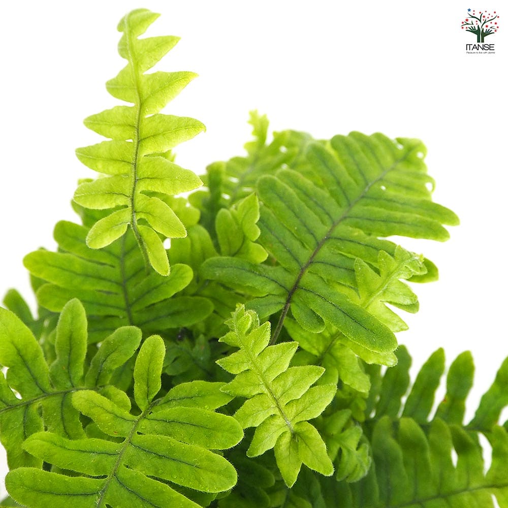 タイワンアオネカズラ 【観葉植物 3号】｜ 【植物のITANSE】全品