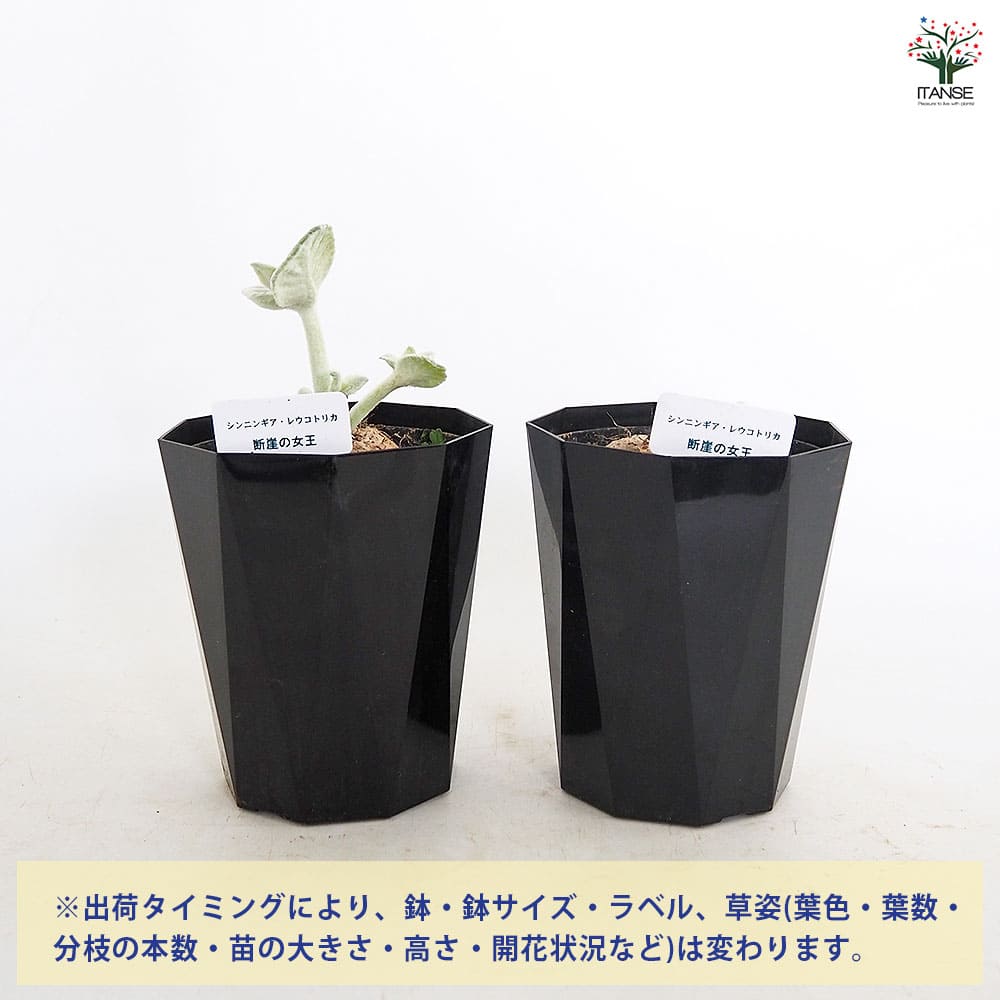 シンニンギア レウコトリカ(断崖の女王) 【多肉植物 4号／1個売り