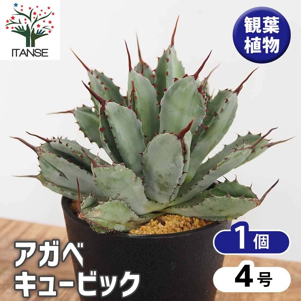 アガベ キュービック 【多肉植物 4号／1個売り】｜ 【植物の