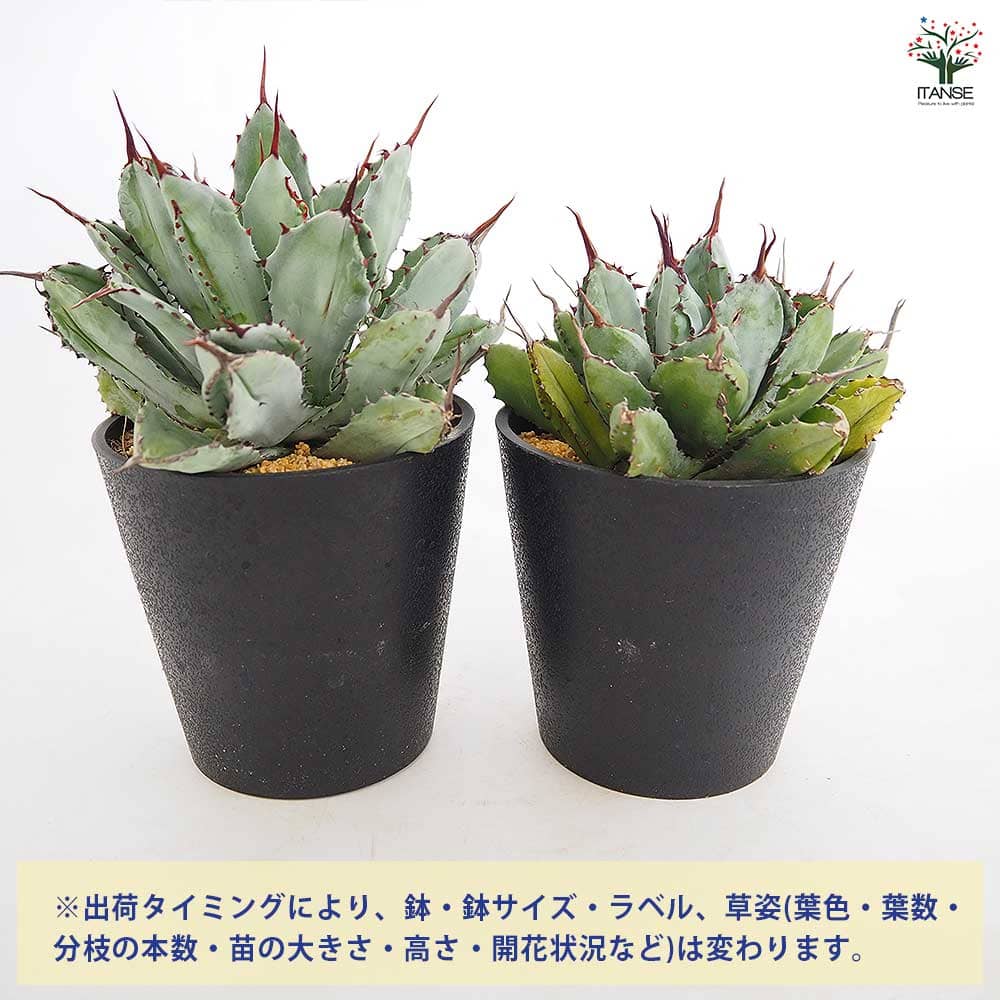 アガベ キュービック 【多肉植物 4号／1個売り】｜ 【植物の