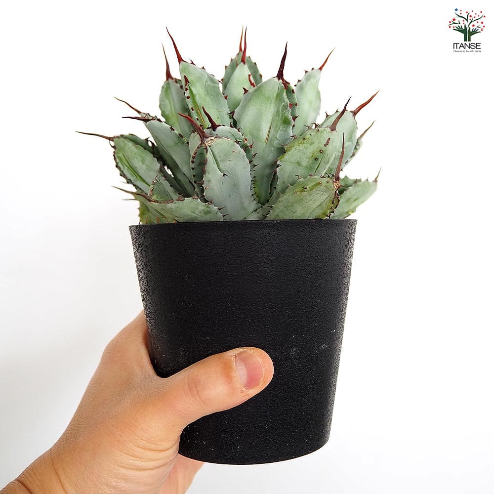 アガベ キュービック 【多肉植物 4号／1個売り】｜ 【植物の