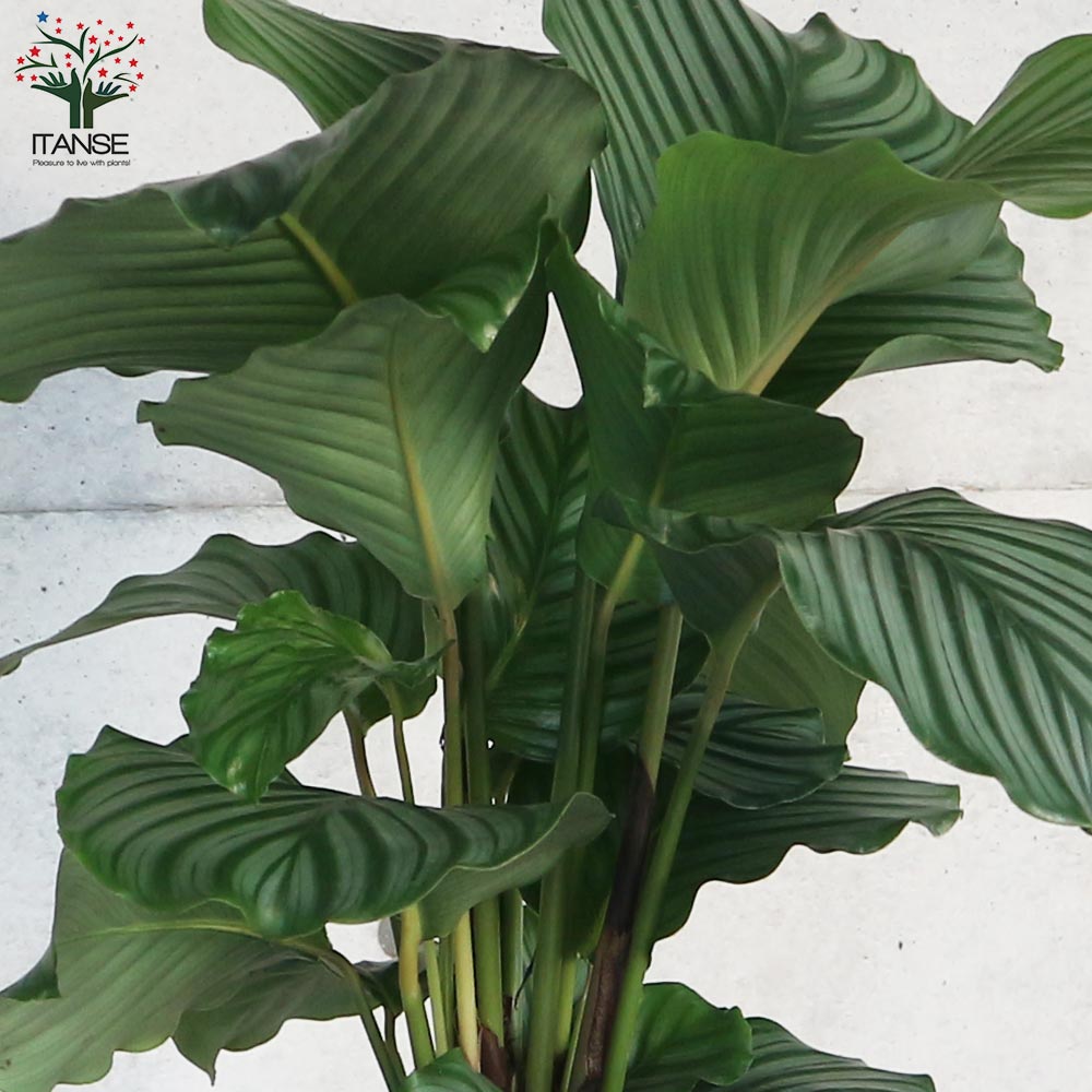 カラテア・オルビフォリア 大鉢【観葉植物 8号／1個売り】｜ 【植物の