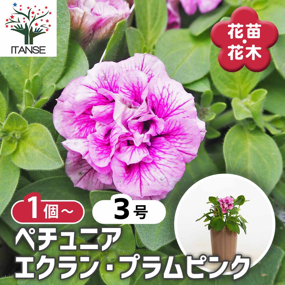 ペチュニア エクラン プラムピンク 【花苗 3号】｜ 【植物の
