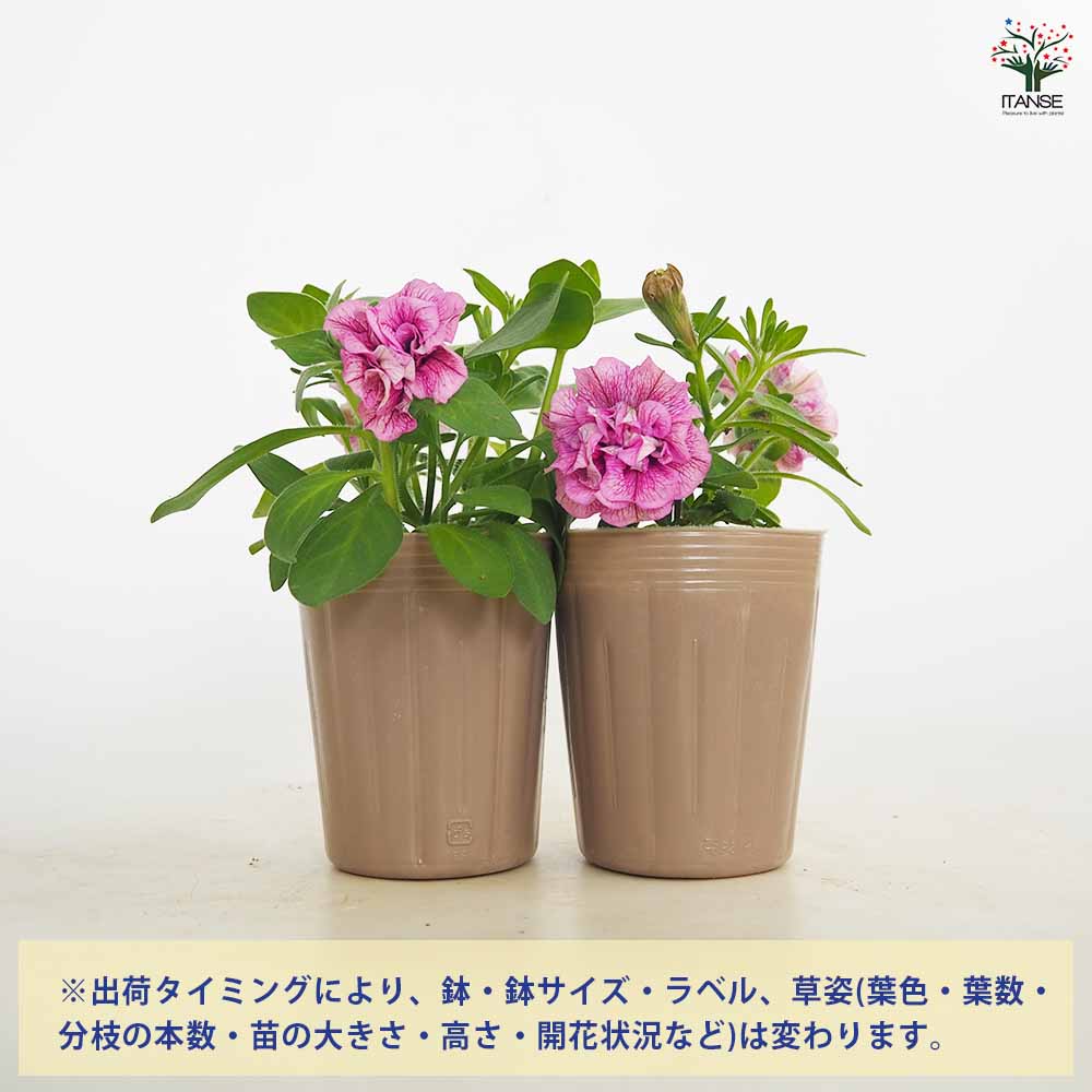 ペチュニア エクラン プラムピンク 【花苗 3号】｜ 【植物の